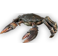 Imperial-mudcrab